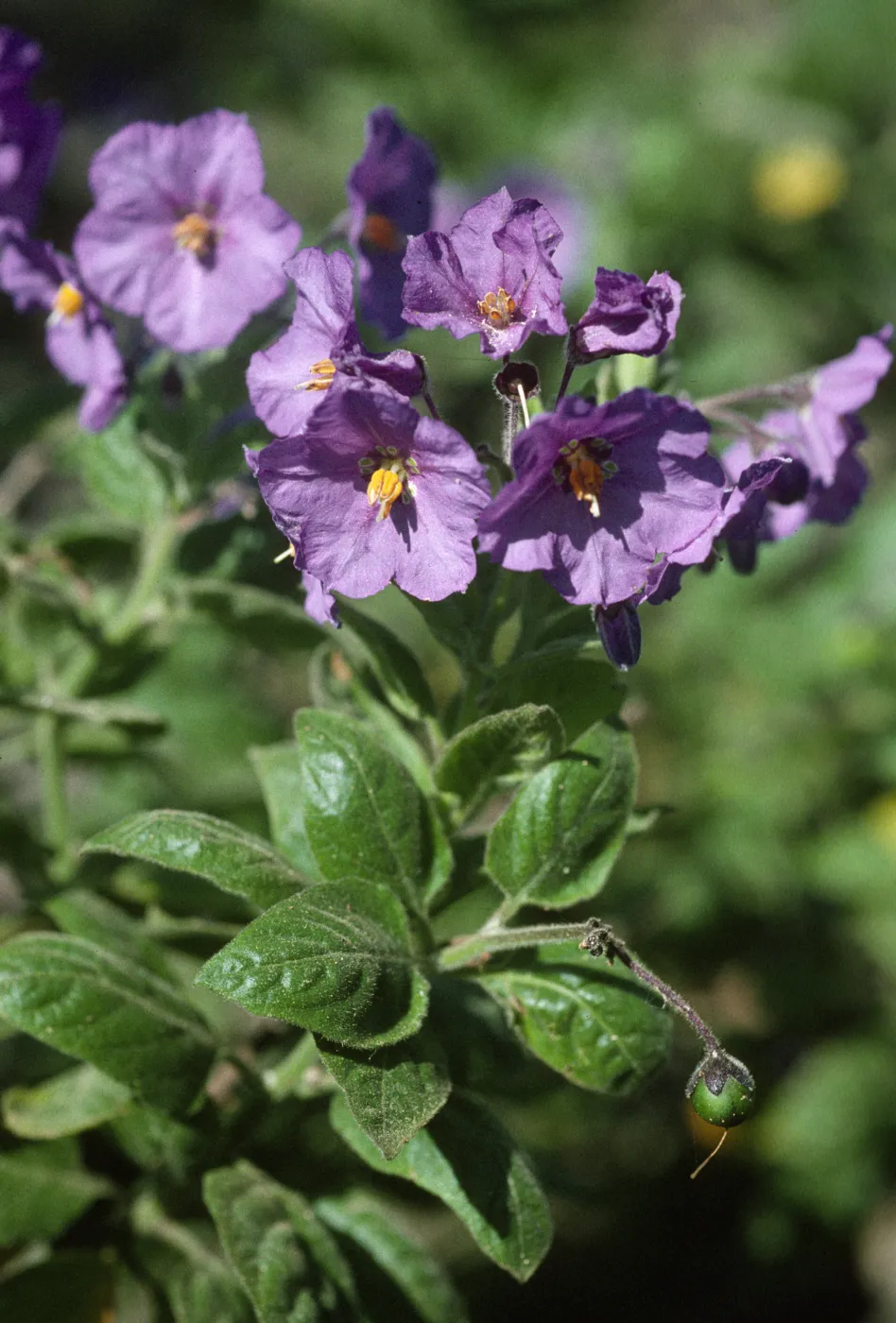 Solanum clokeyi