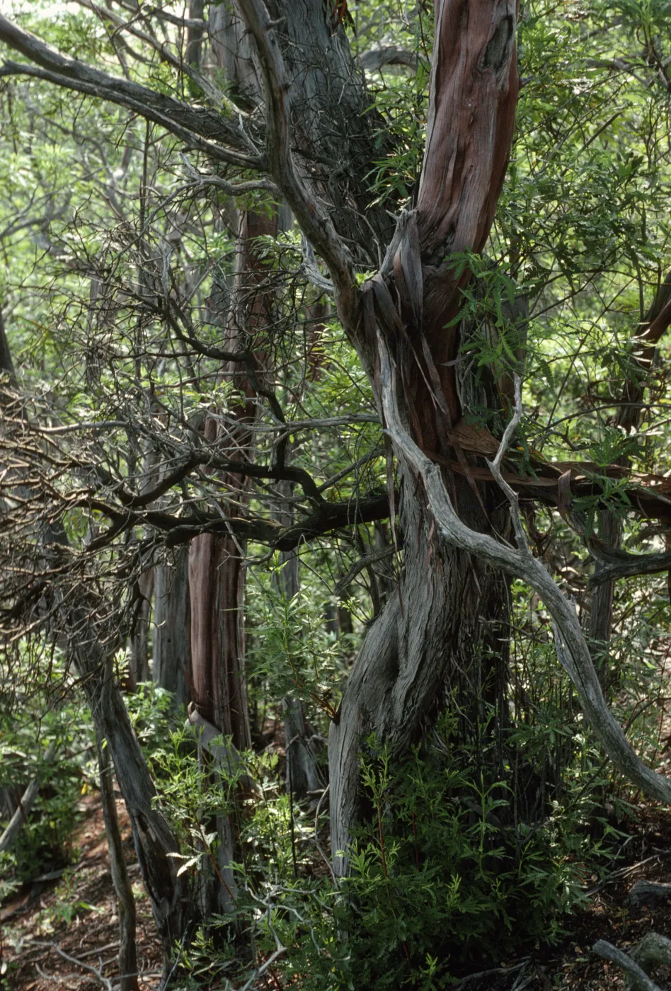 Lyonothomnus floribundus asplenifolius