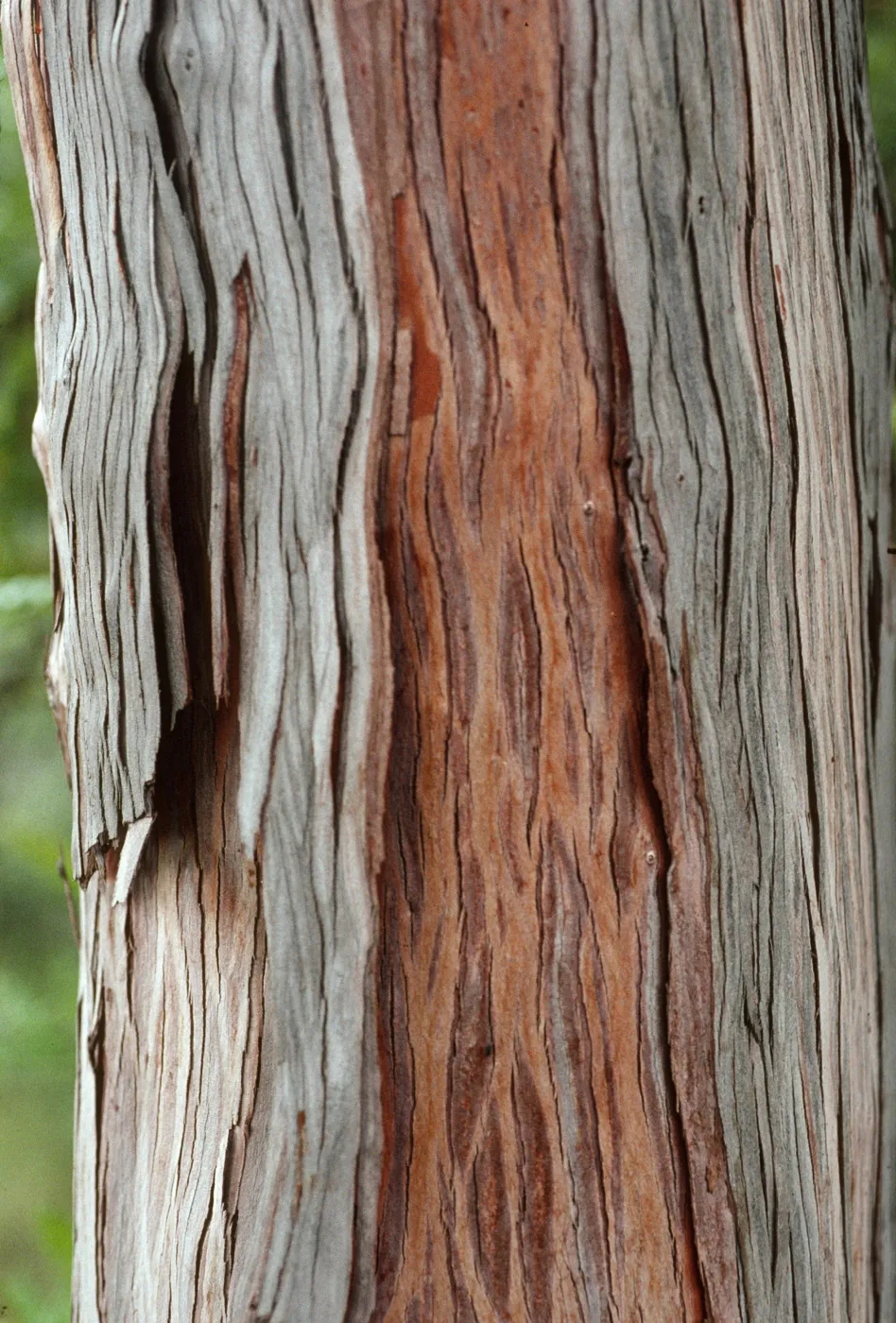 Lyonothomnus bark