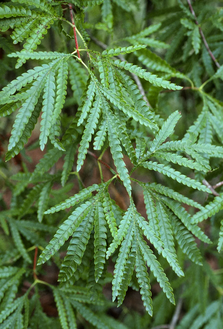 Lyonothomnus floribundus asplenifolius