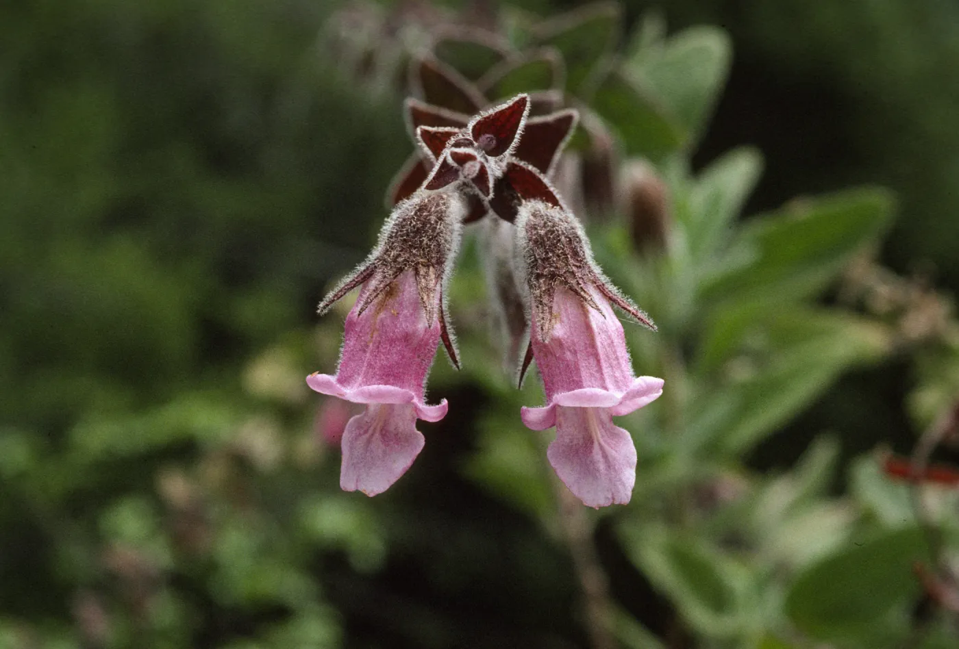 Lepechinia calycina