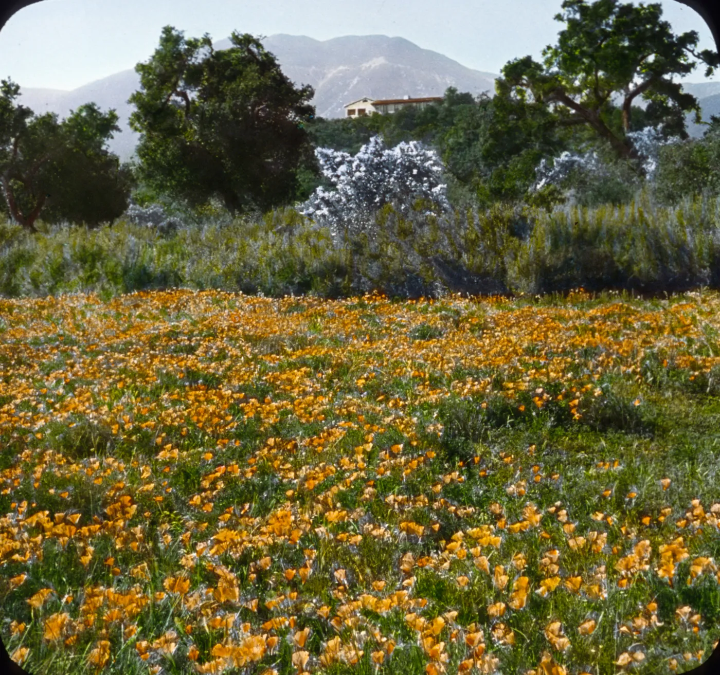 Santa Barbara Gardens of the Past - Cima Del Mundo (California Poppy)