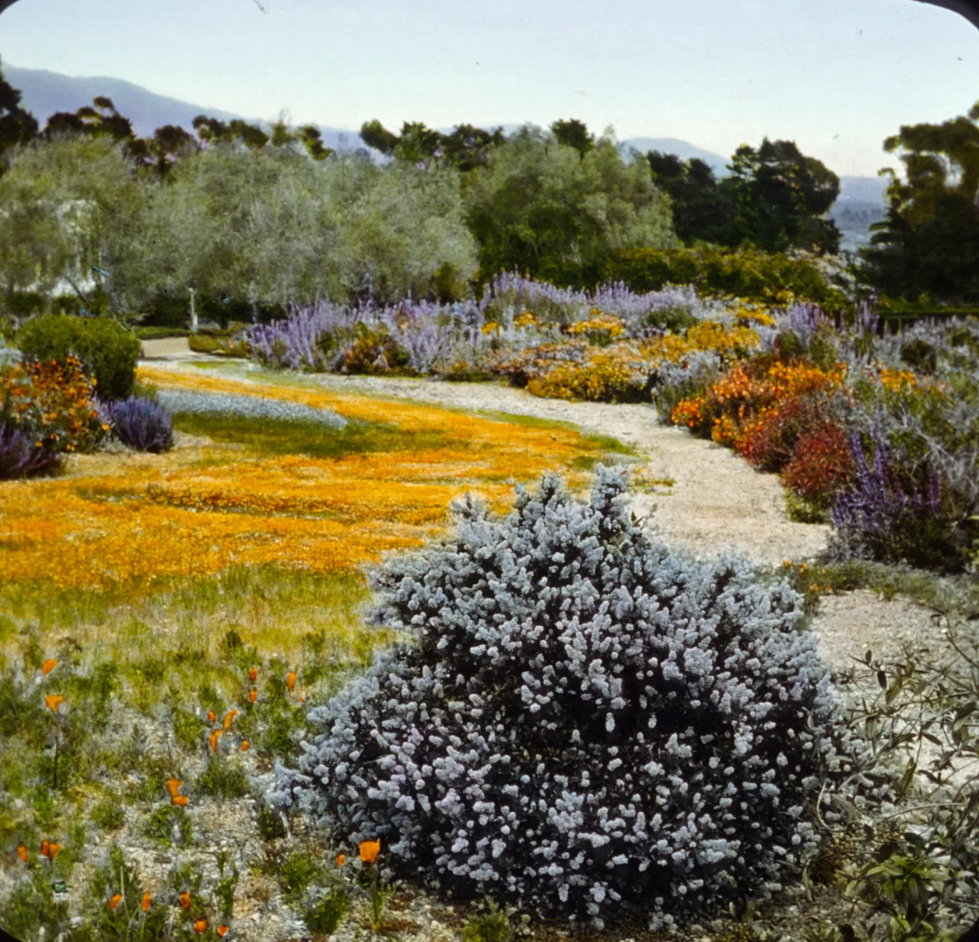 Santa Barbara Gardens of the Past - Las Tejas (California Lilac)