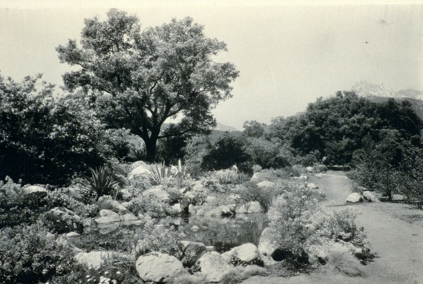 Pond area