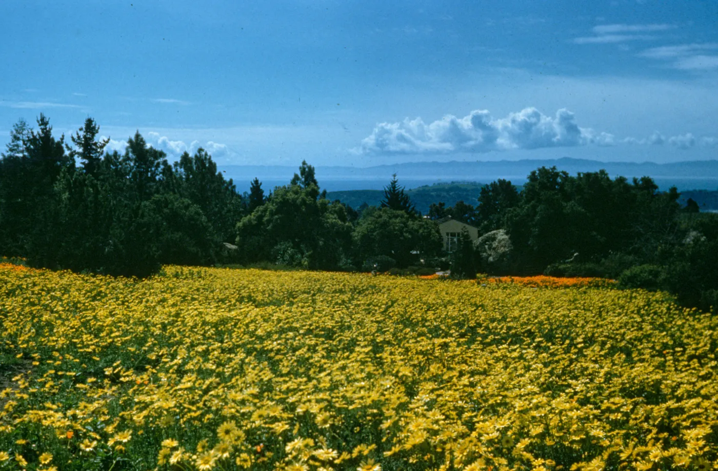 Meadow