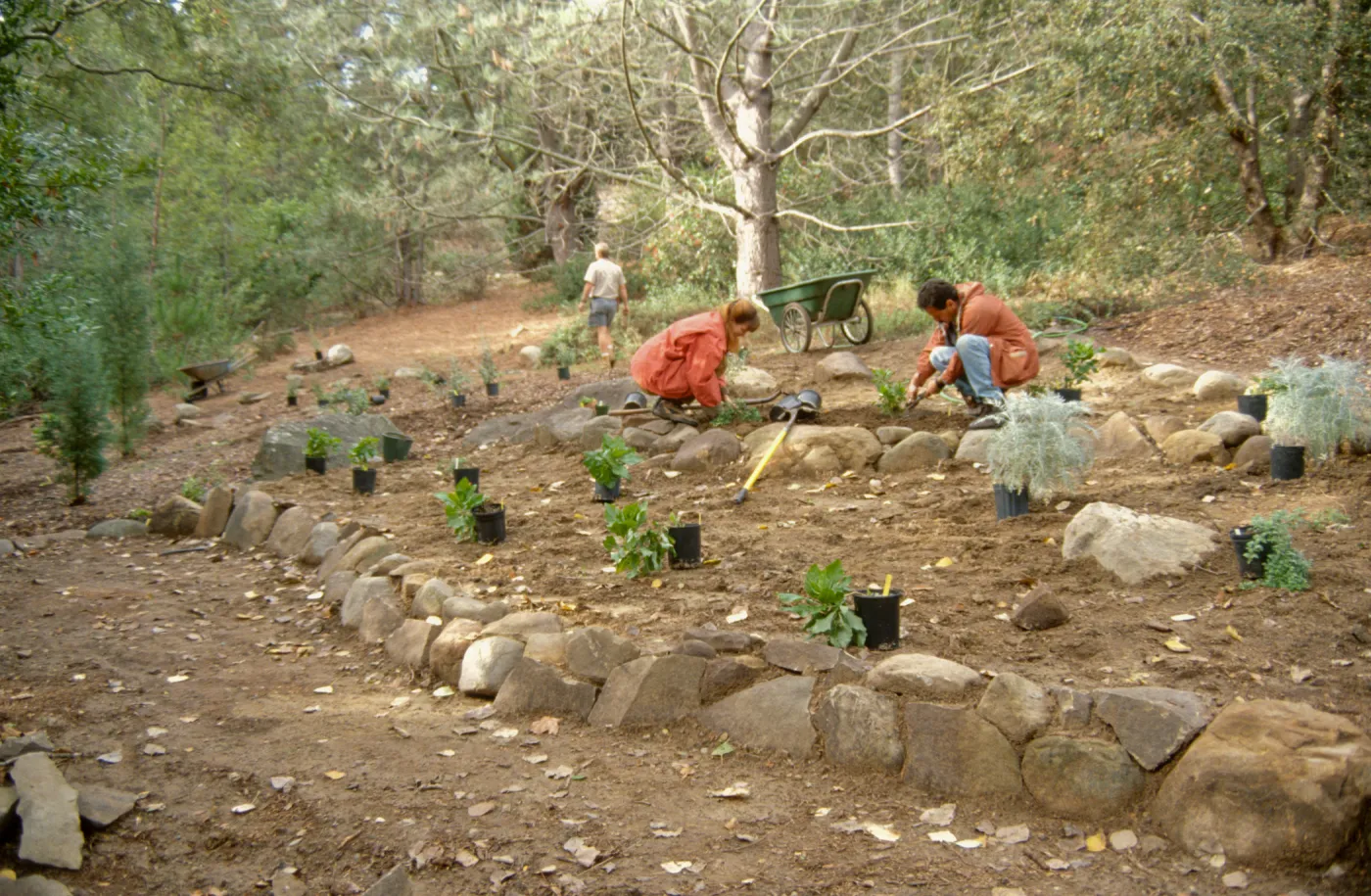 Island Seciton Replanting