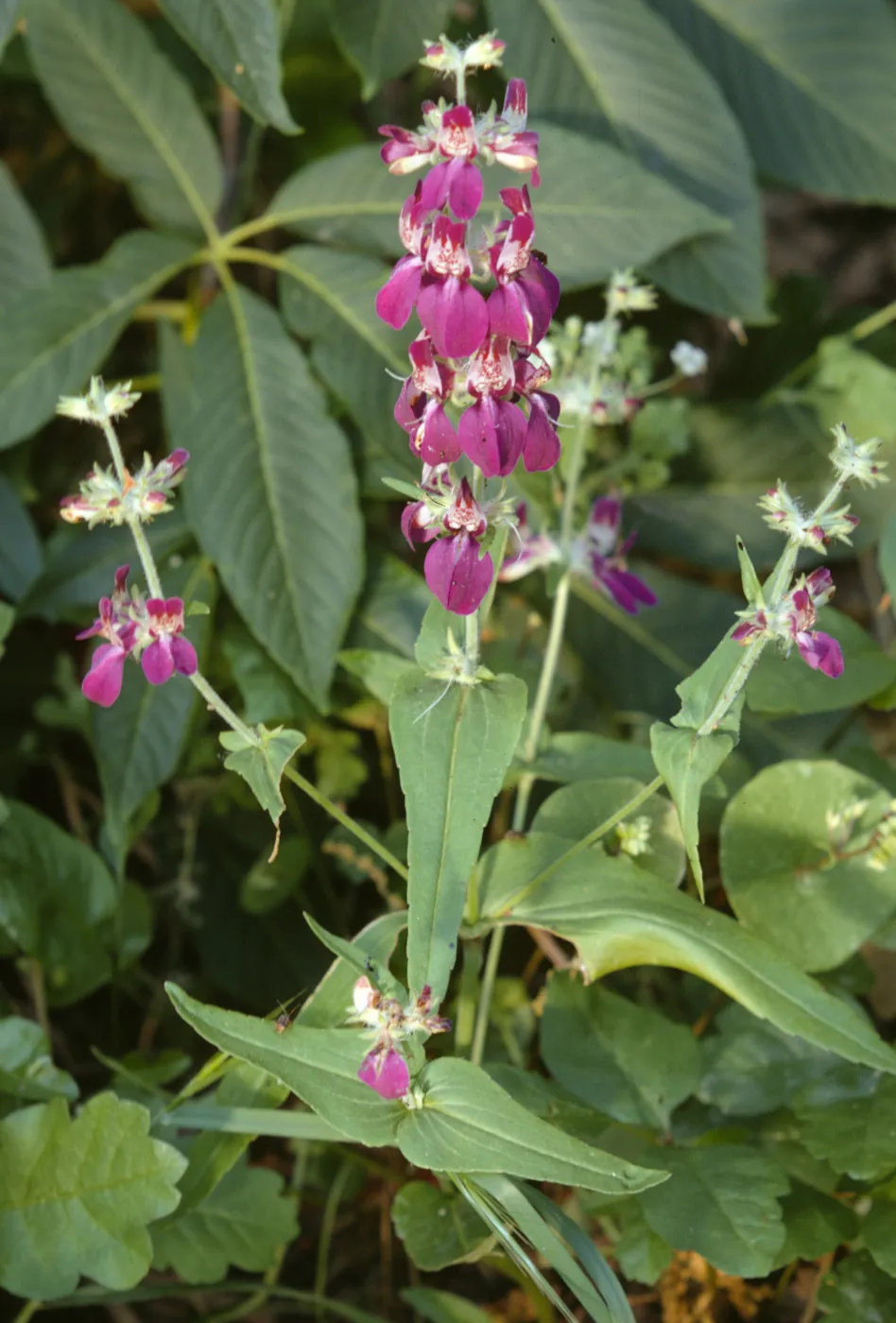 Collinsia heterophyllus