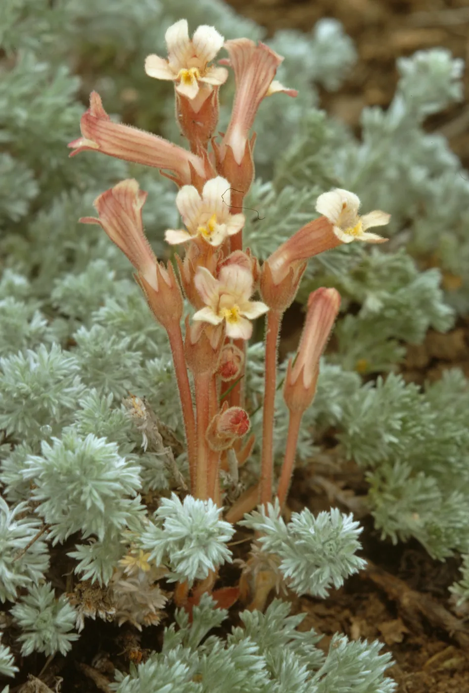 Orobanche fasciculata, Clustered Broomrape