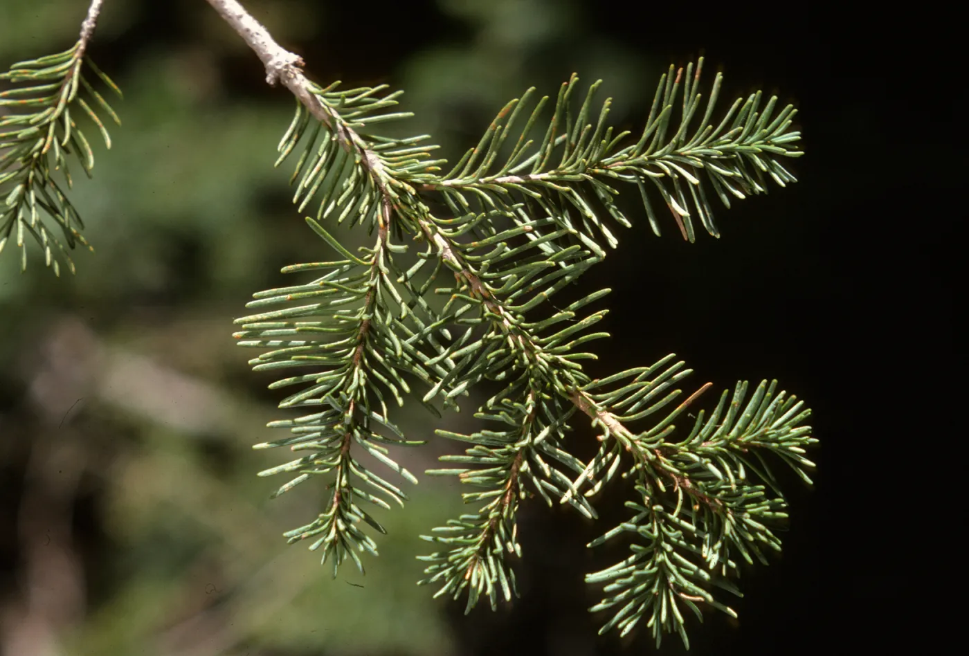 Abies concolor, White Fir