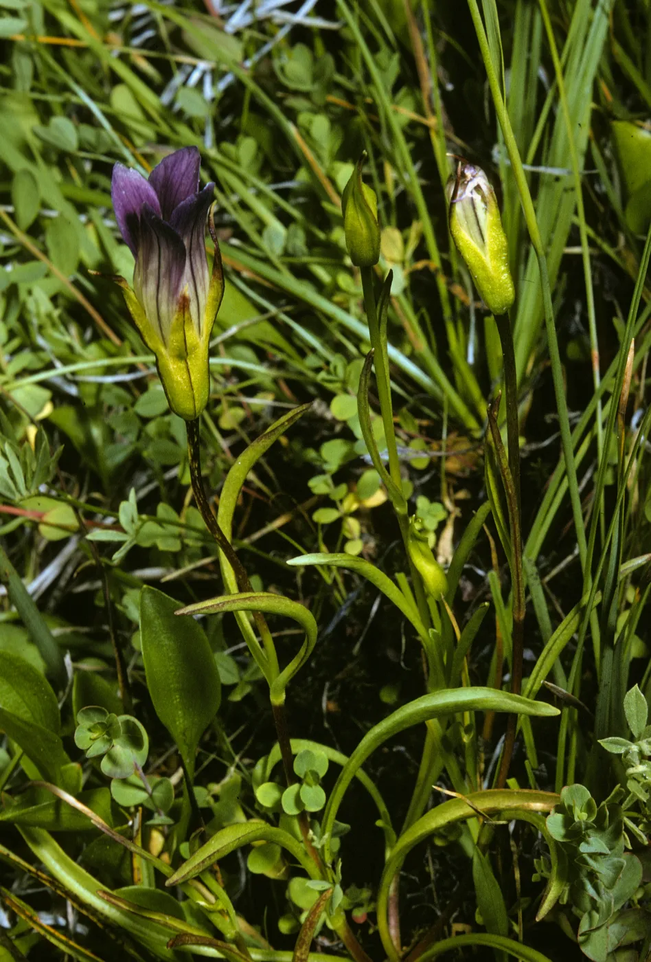 Gentiana holopetala, Sierra Gentian