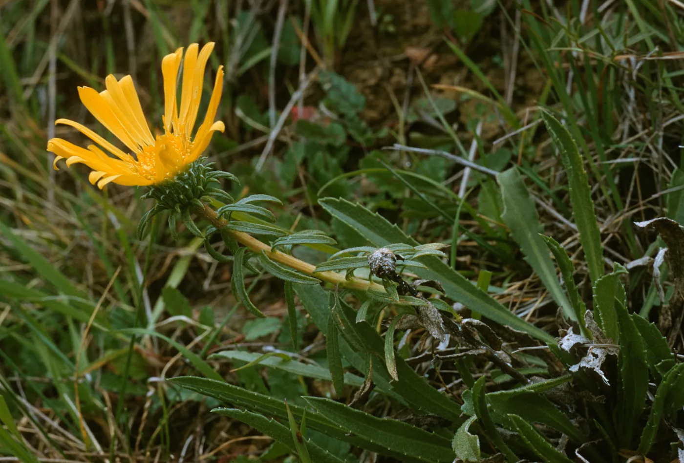 Grindelia sp