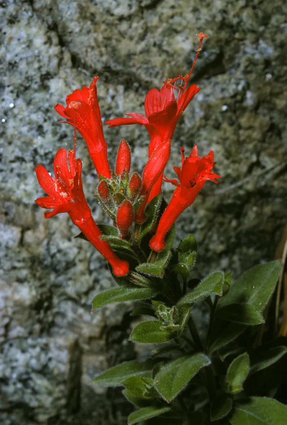Zauschneria californica, California Fuchsia