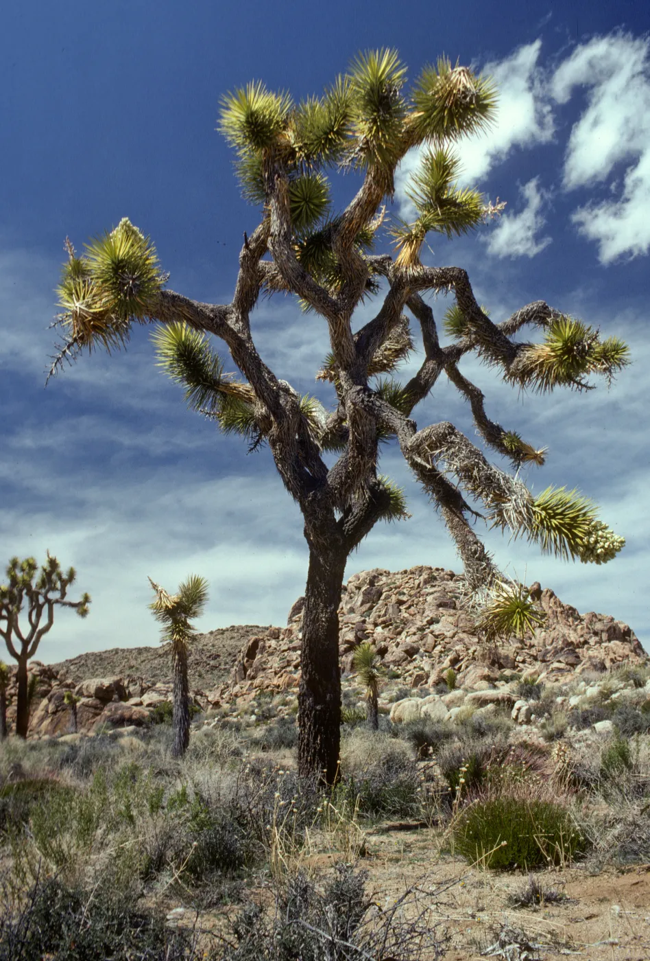 Yucca brevifolia, Joshua Tree