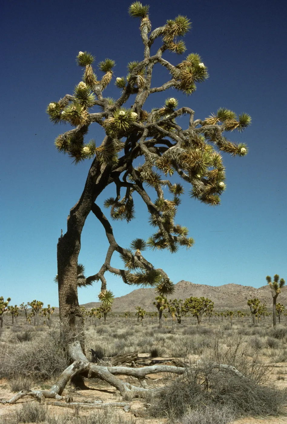 Yucca brevifolia, Joshua Tree
