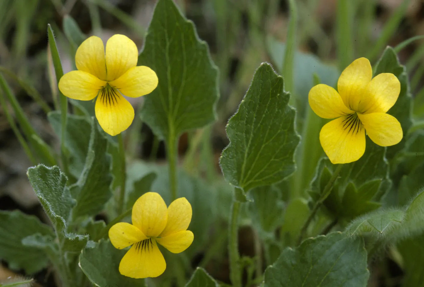 Viola purpurea, Mountain Violet