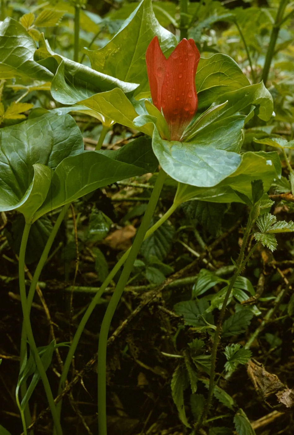 Trillium chloropetalum