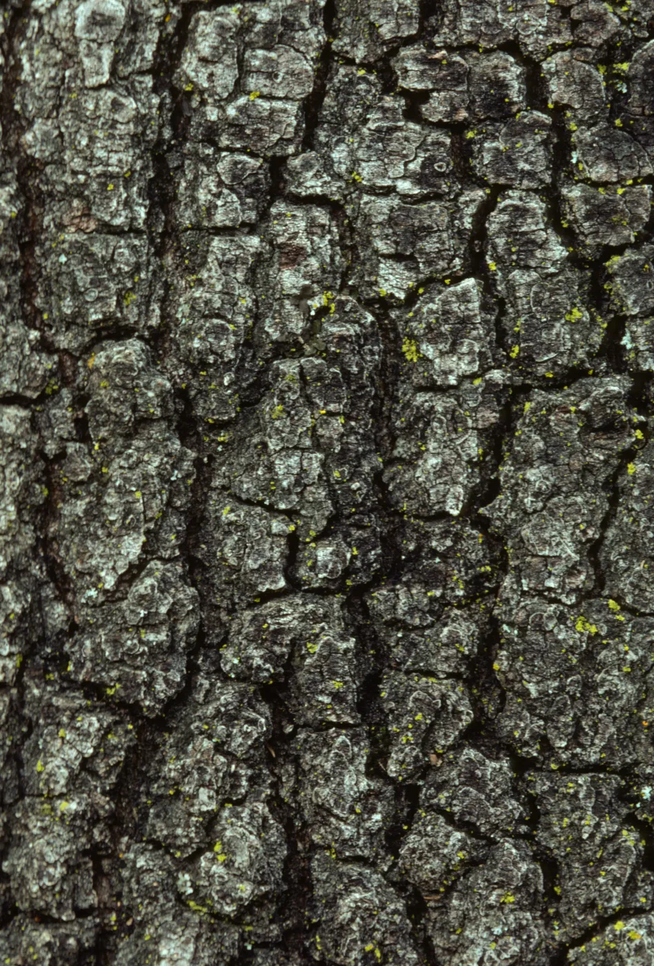 Quercus wislizeni, Interior Live Oak