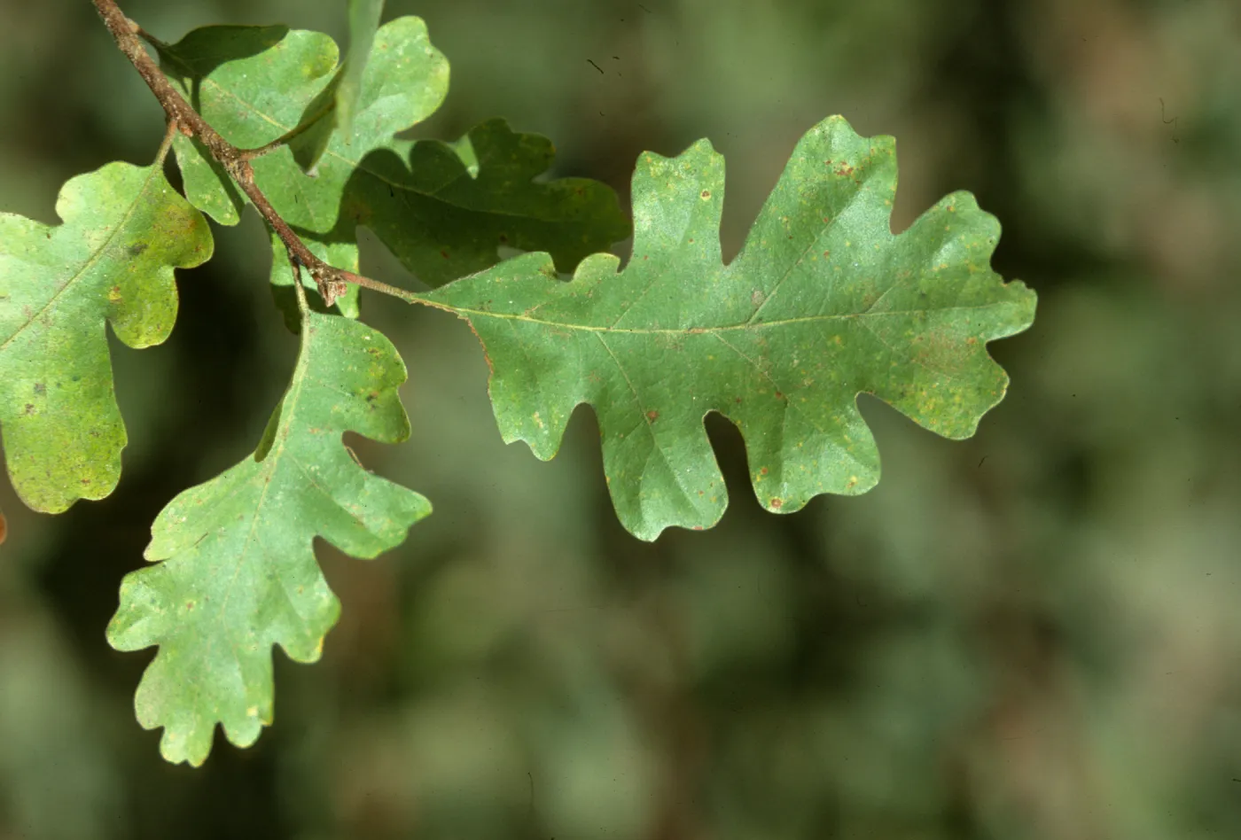 Quercus lobata