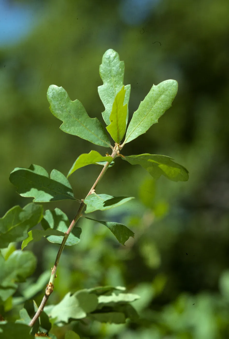Quercus douglasii