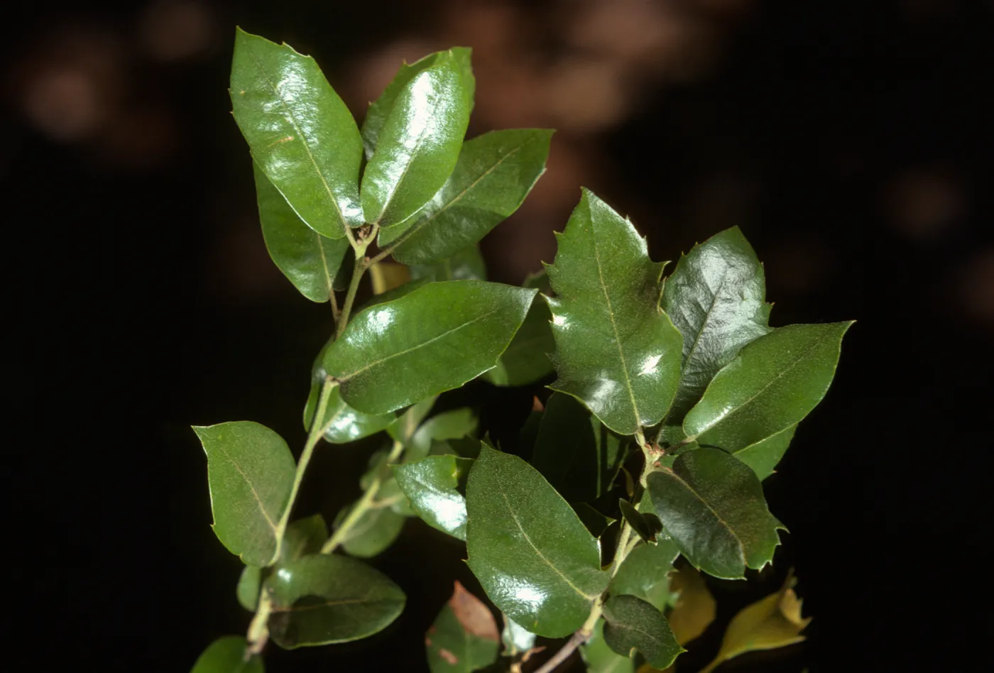 Quercus chrysolepis