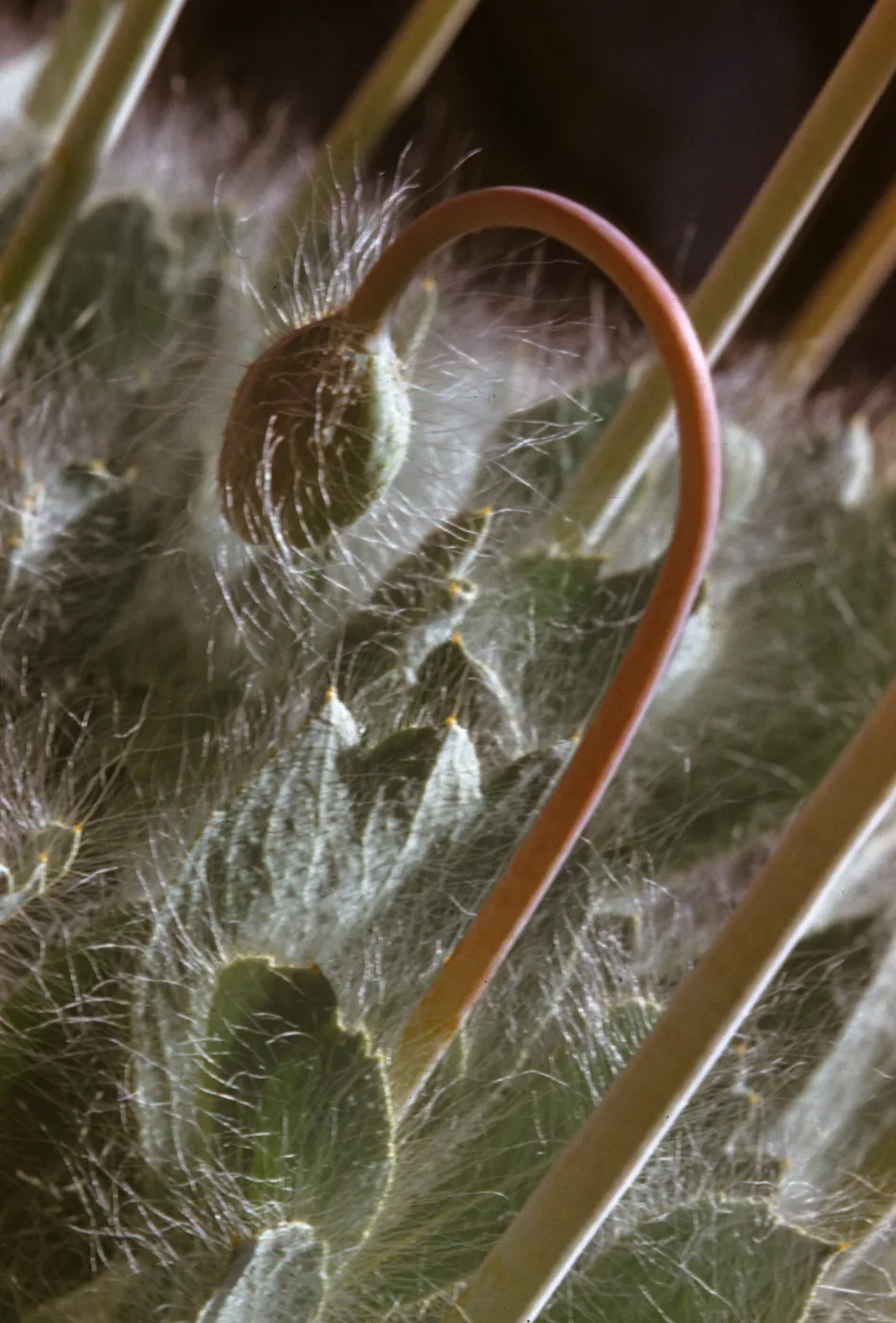 Arctomecon merriami, Bear Poppy