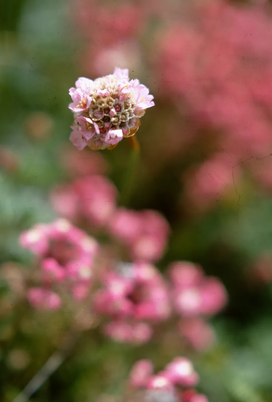 Armeria maritima