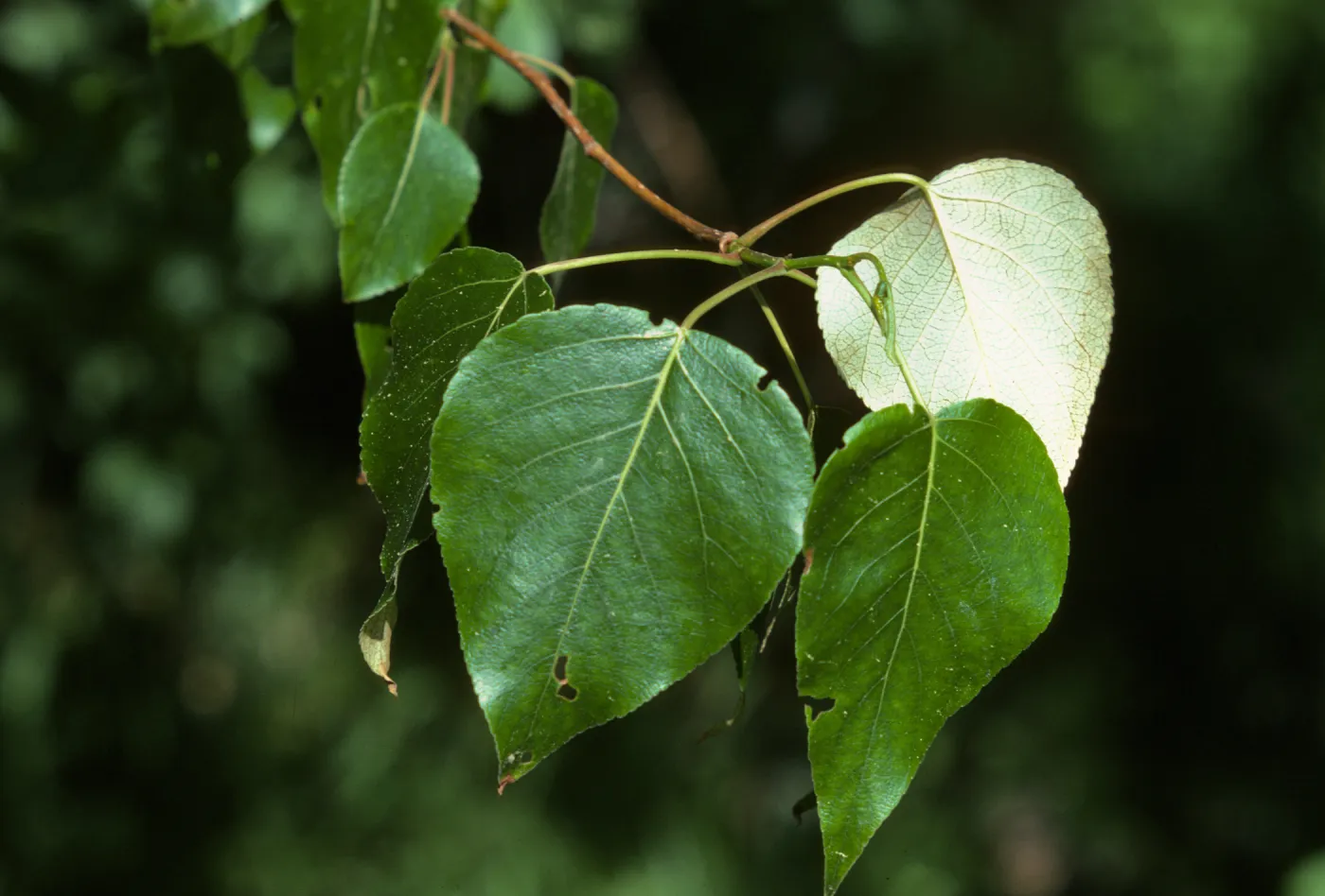 Populus trichocarpa, Black Cottonwood