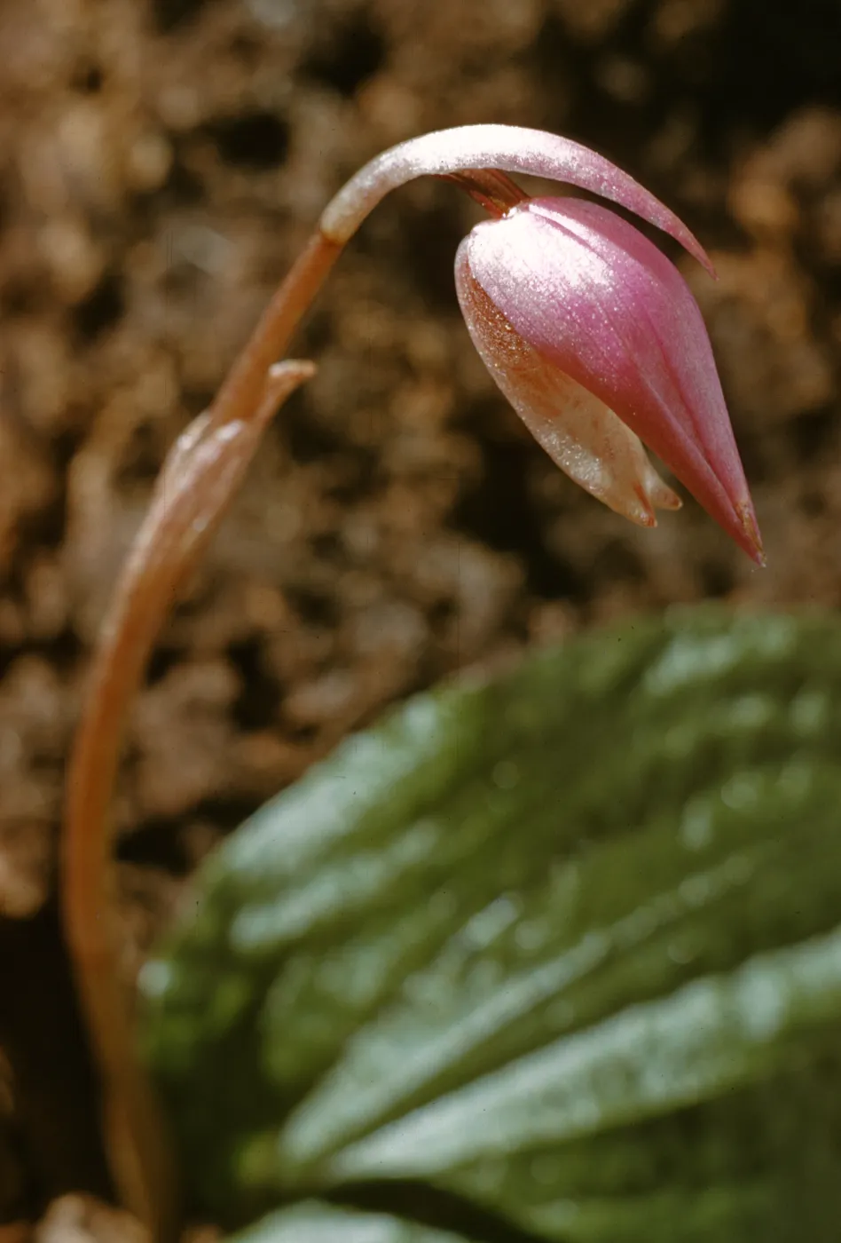 Calypso bulbosa