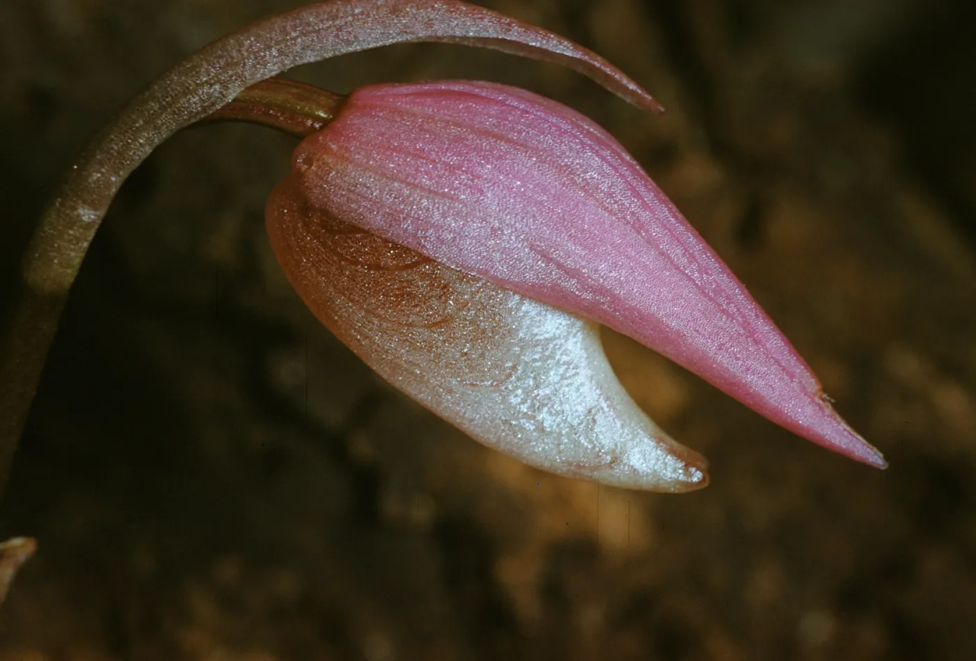 Calypso bulbosa