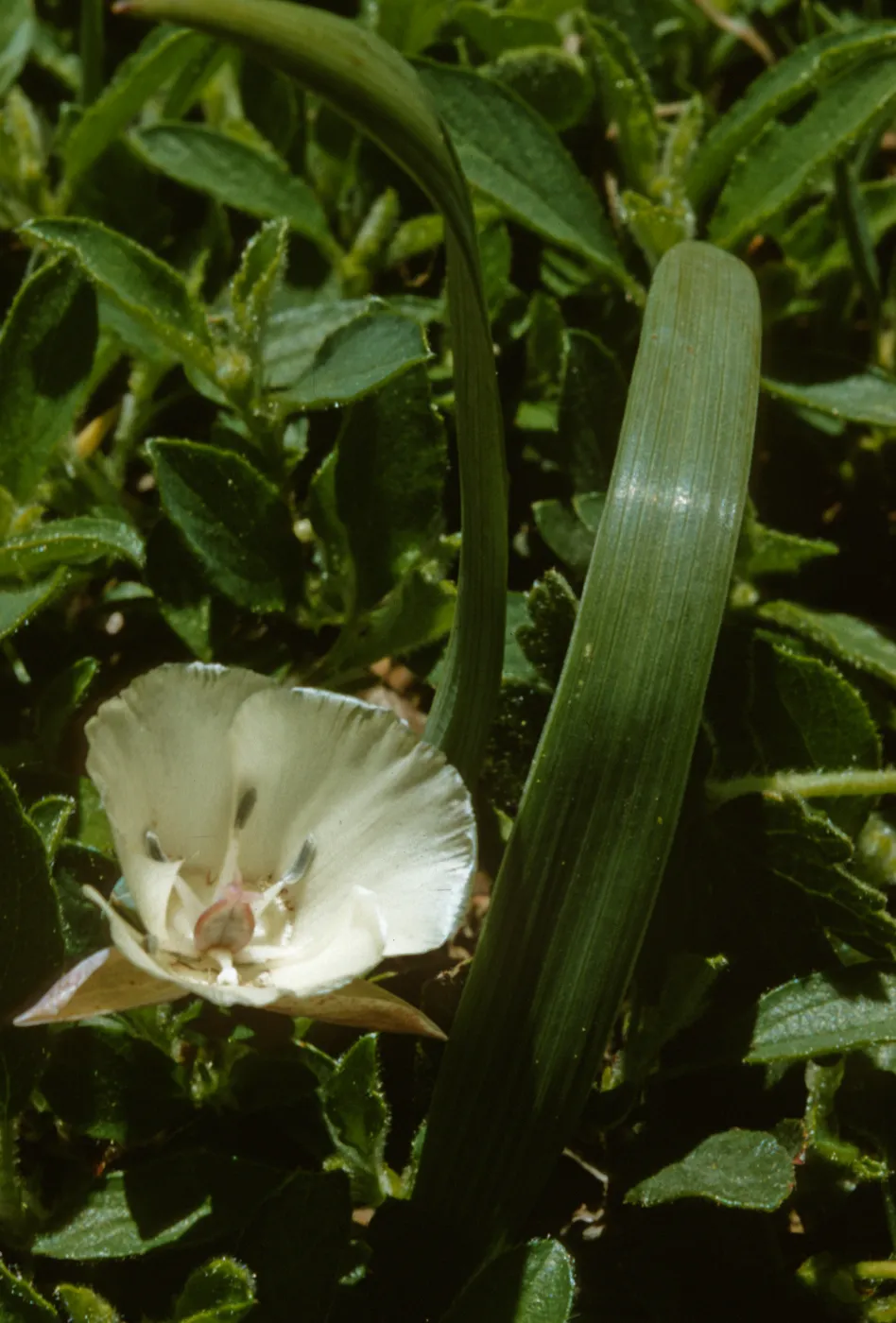 Calochortus minimus