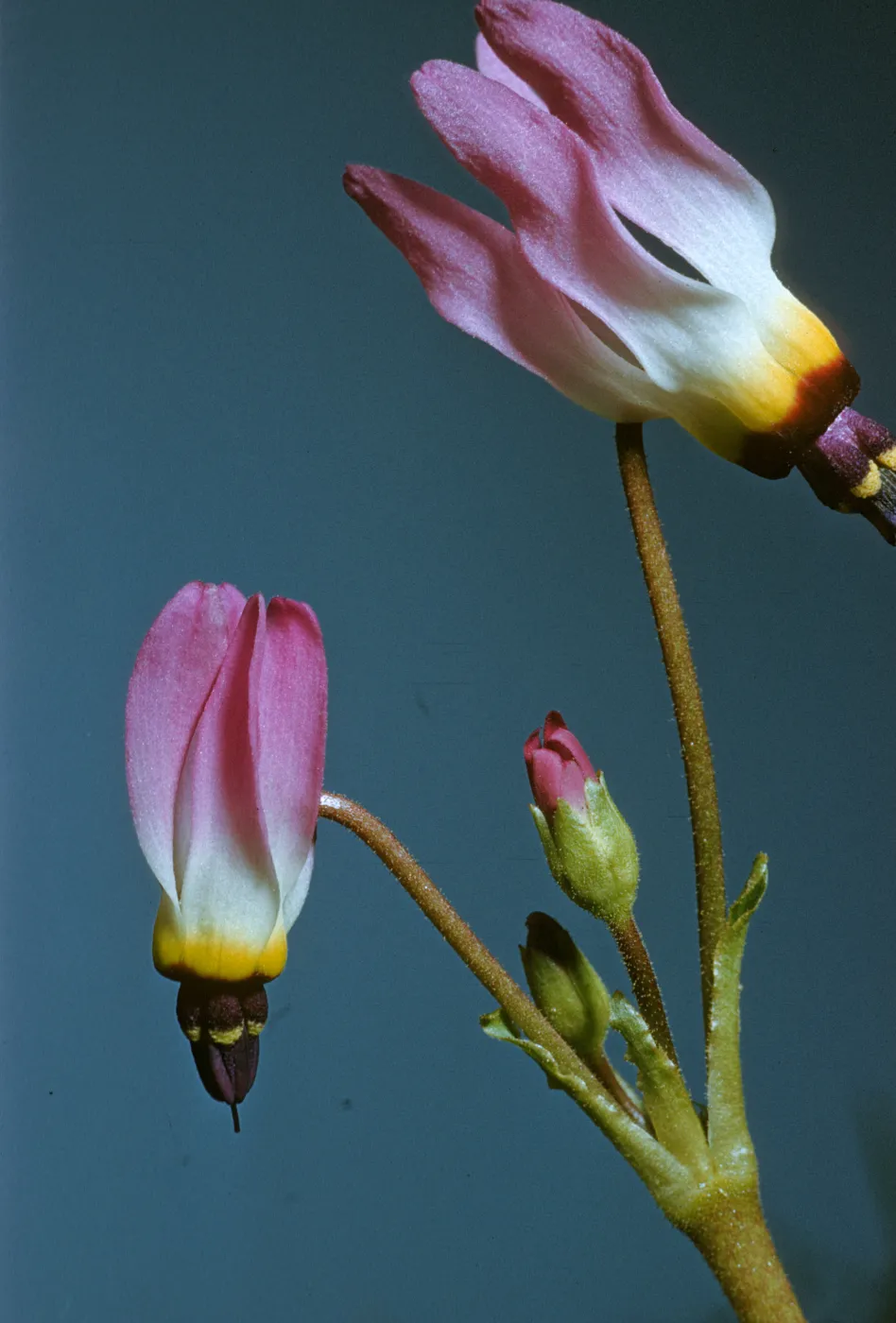 Dodecatheon sp.