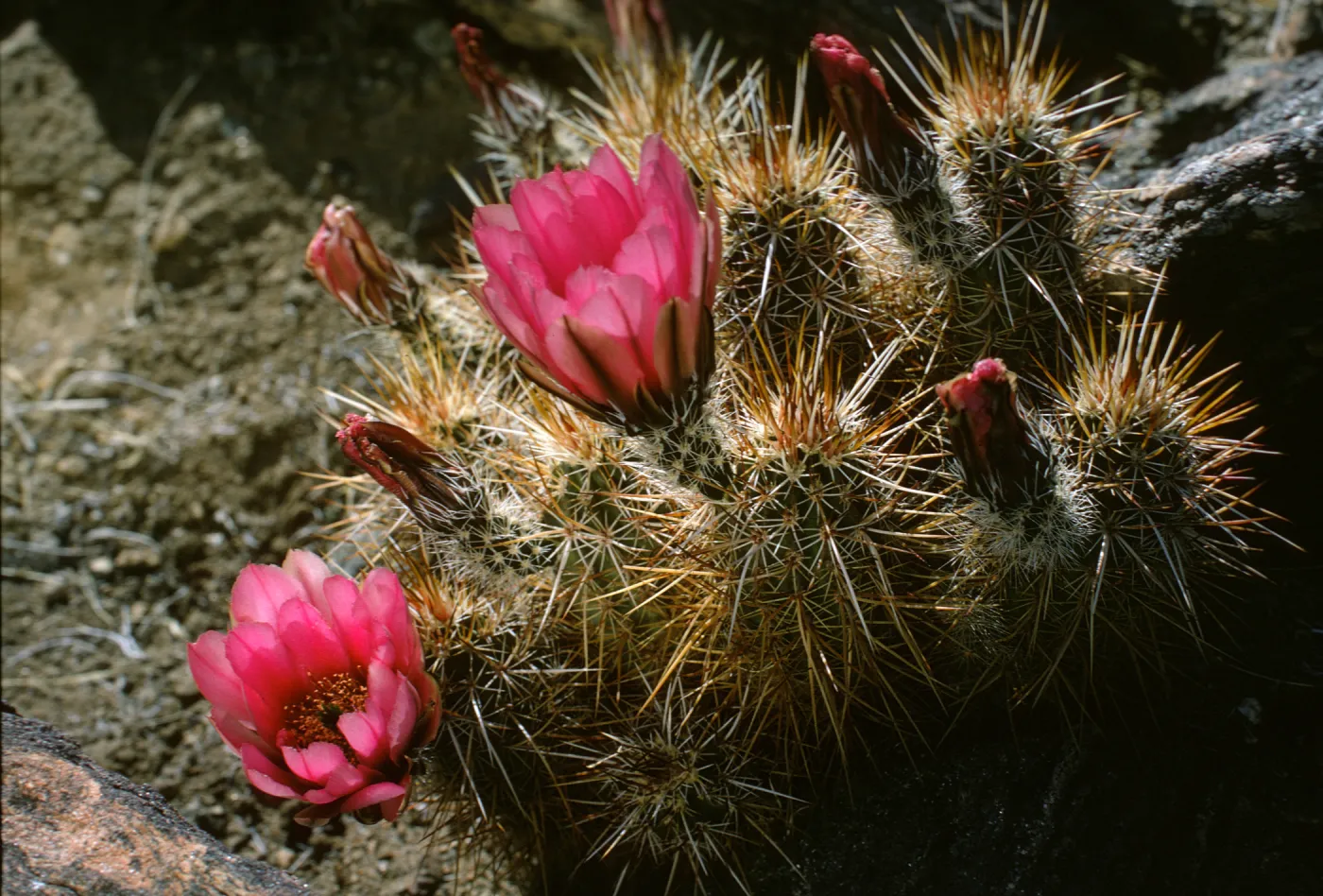 Echinocereus engelmanni