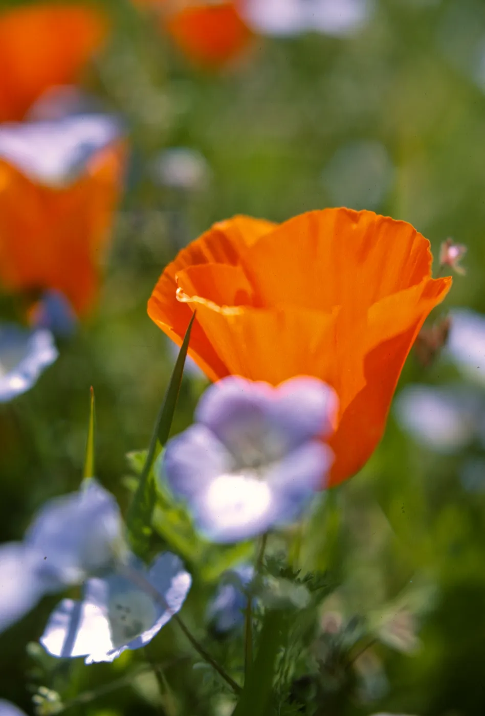 Eschscholzia californica, Nemophylla