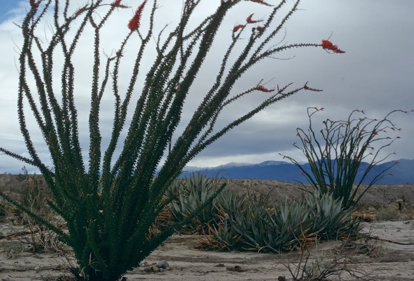 Fouquieria splendens