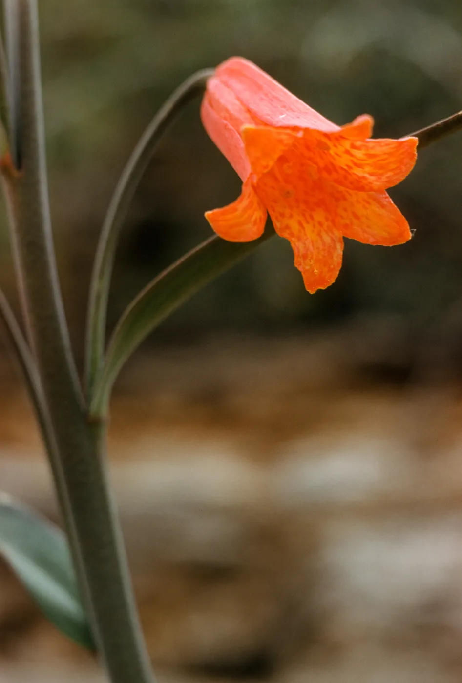 Fritillaria recurva