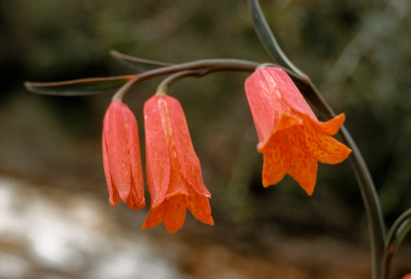 Fritillaria recurva
