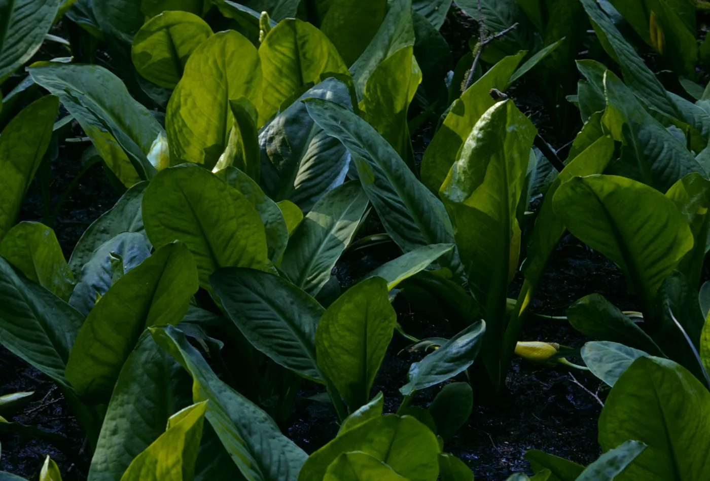 Lysichiton americanus