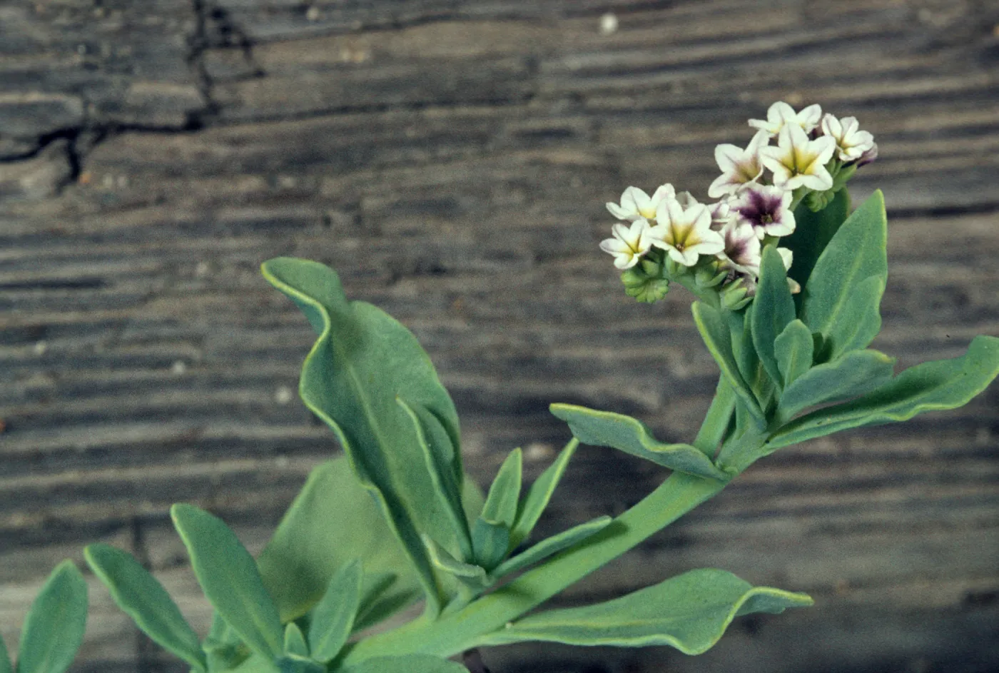 Heliotropium curassavicus var. oculatum