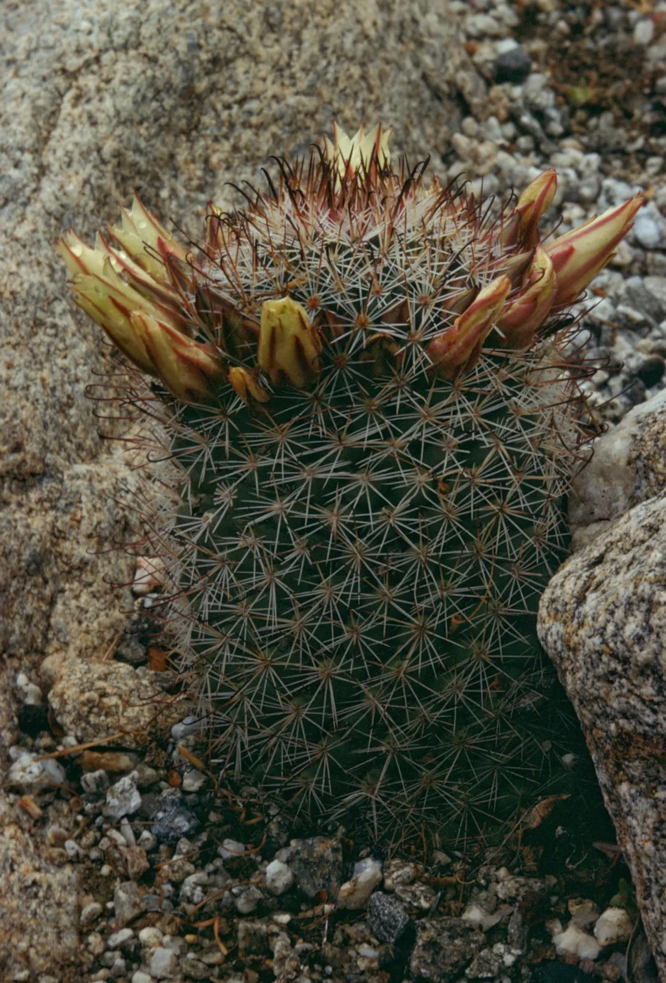 Mamillaria dioica