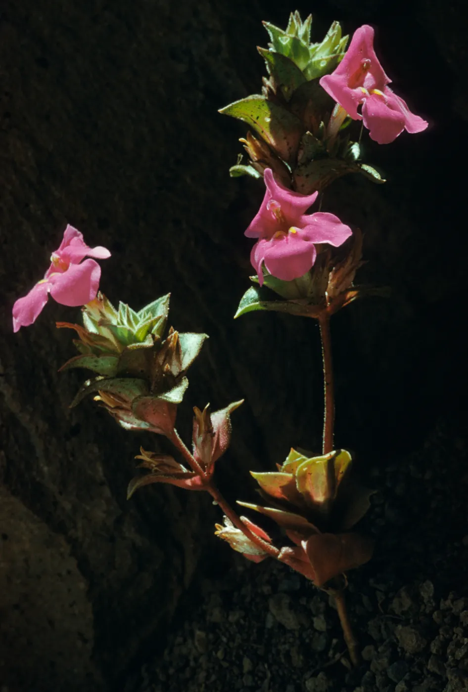 Mimulus cusickii