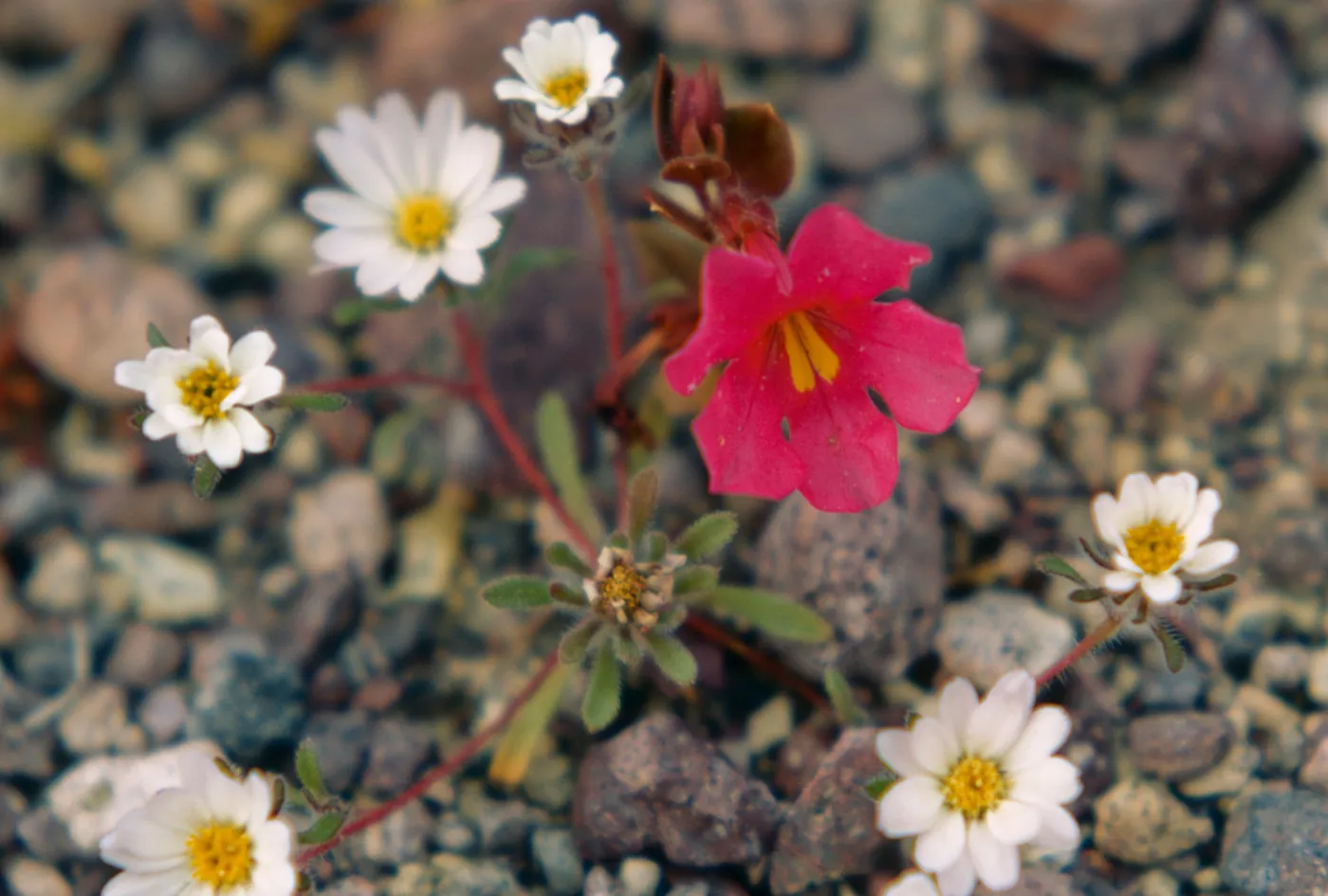 Mimulus bigelovii