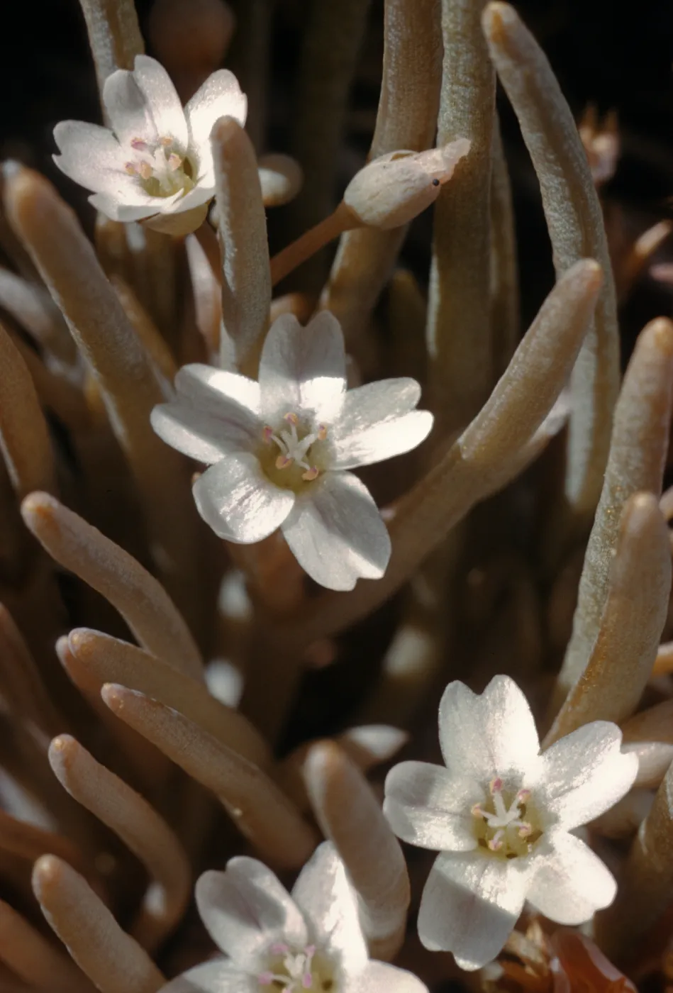 Claytonia spathulata