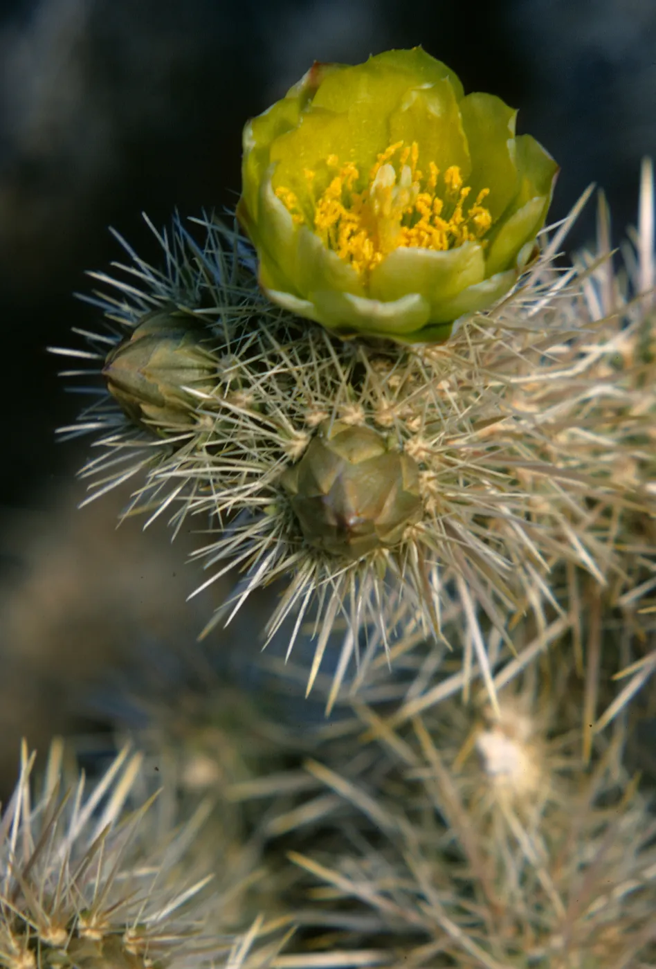 Opuntia echinocarpa