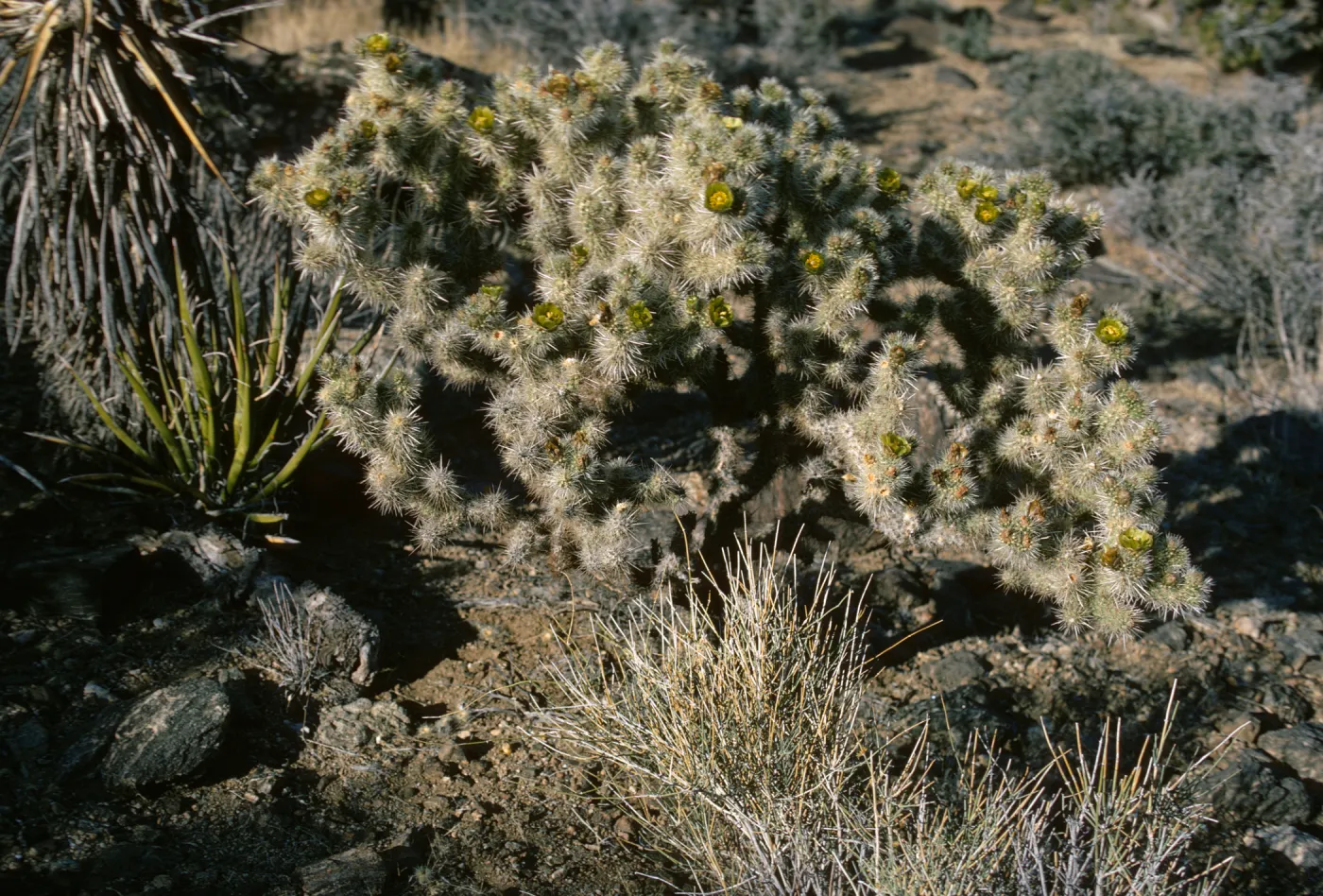 Opuntia echinocarpa