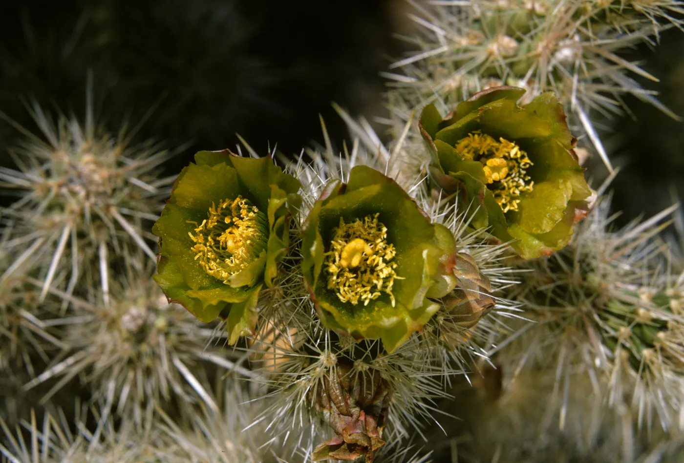 Opuntia echinocarpa