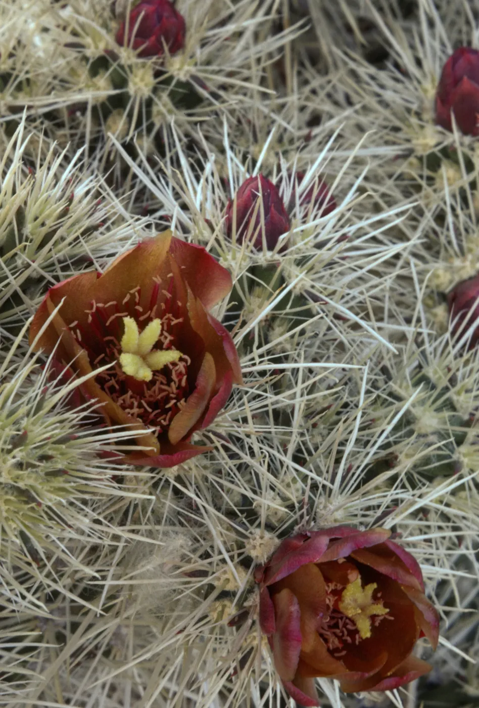 Opuntia echinocarpa