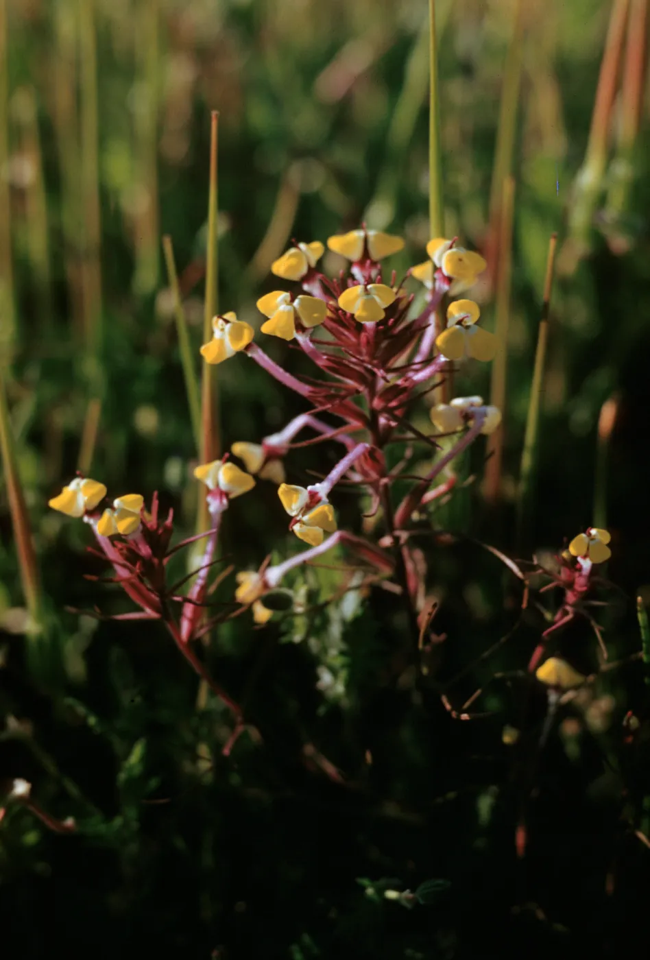 Triphysaria eriantha