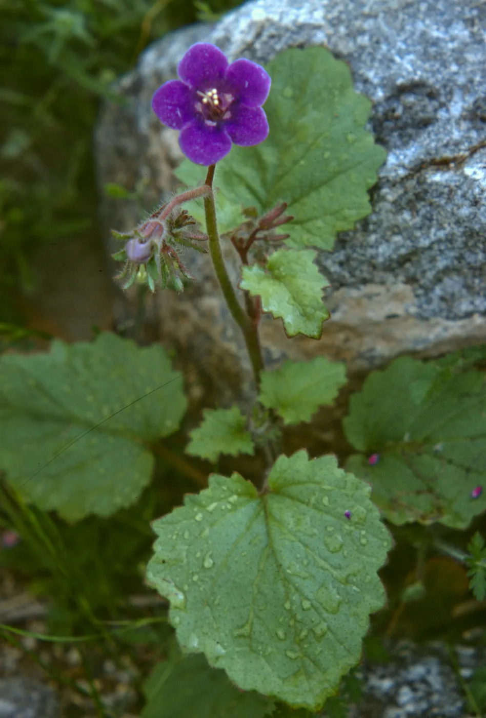 Phacelia calthifolia