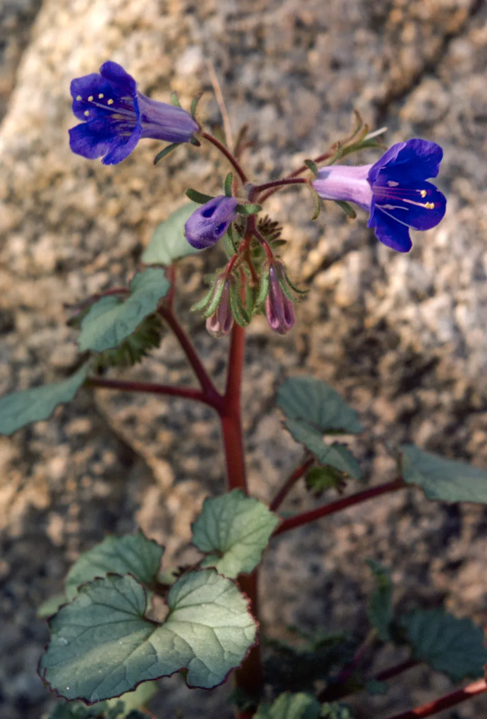 Phacelia campanularia