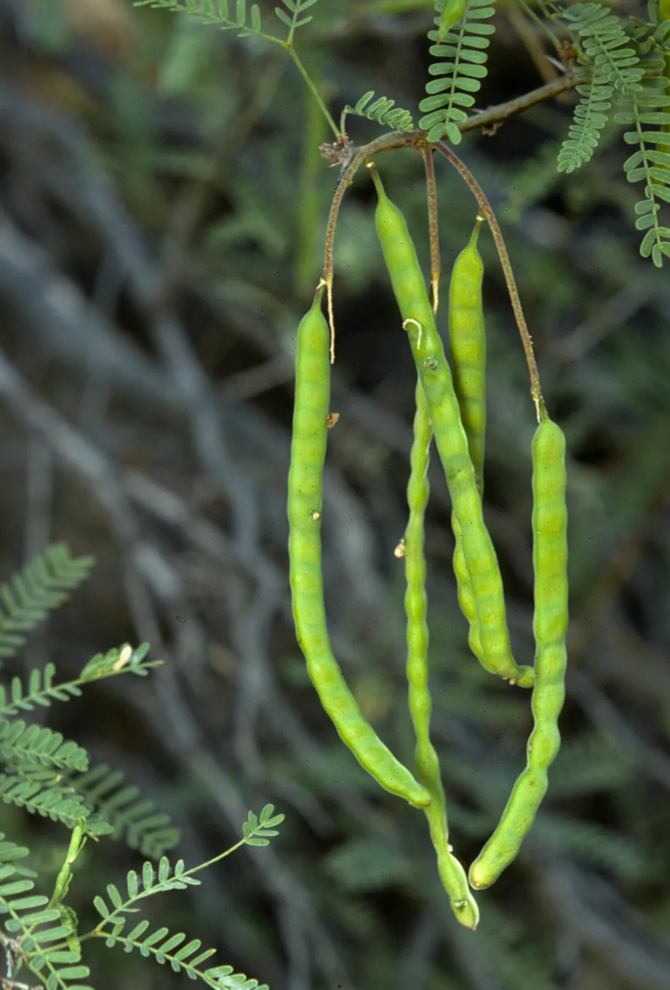 Prosopis grandulosa